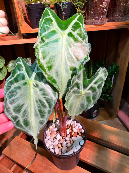 Alocasia Venom