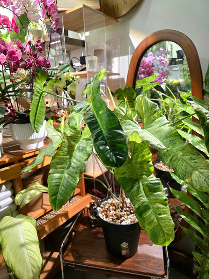 Philodendron Paraiso Verde 綠天堂蔓綠絨