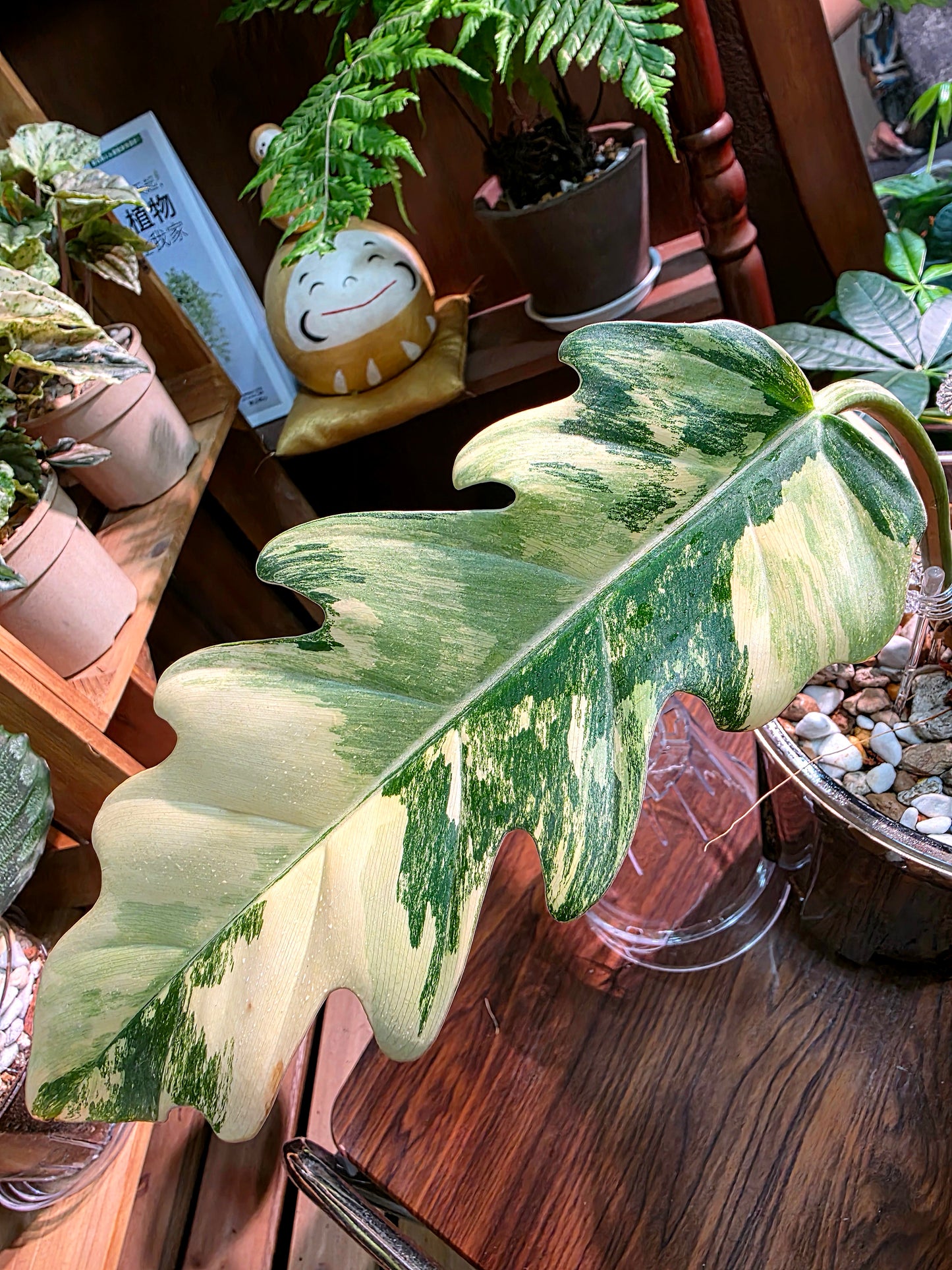 Philodendron caramel marble variegated 焦糖大理石蔓綠絨