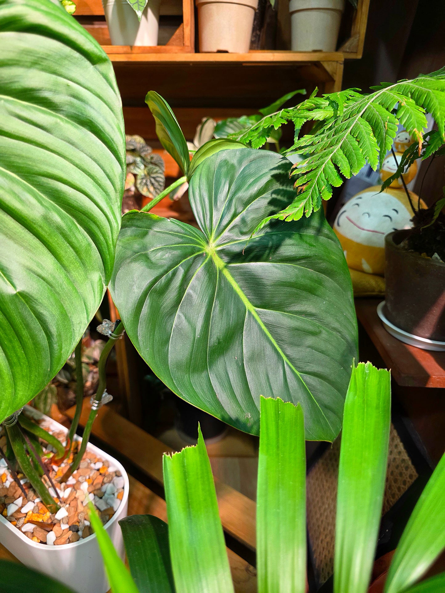 Philodendron McDowell