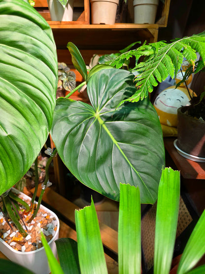 Philodendron McDowell
