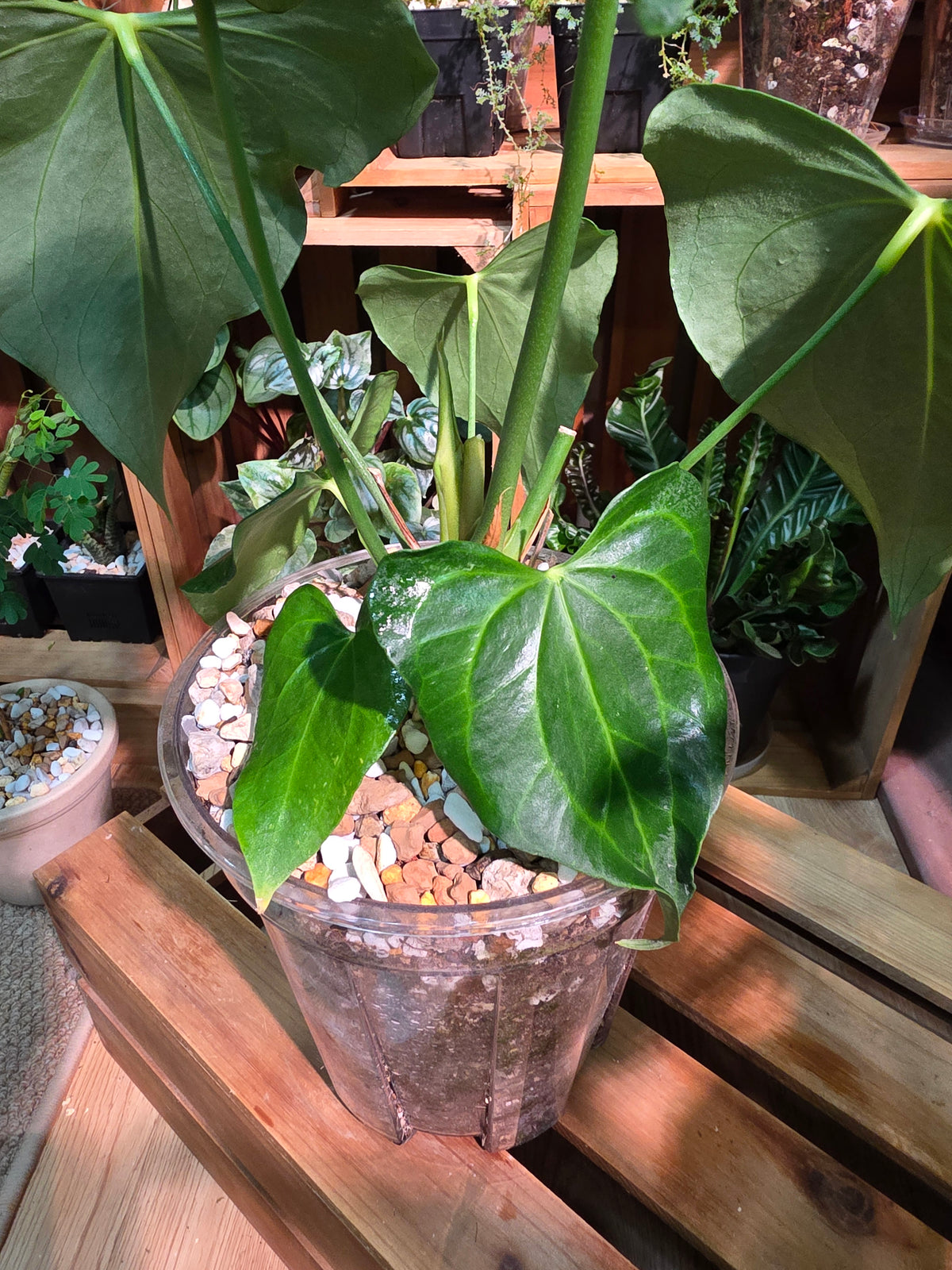 Anthurium Delta Force
