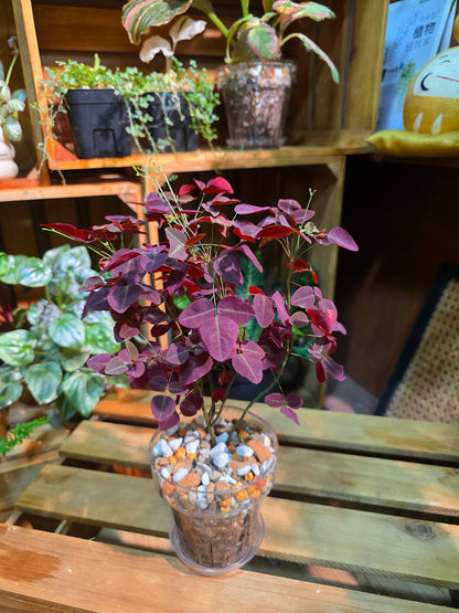 Oxalis hedysaroides rubra Little Red Maple