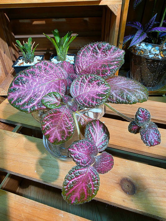 Episcia cupreata 'Malayan Gem'