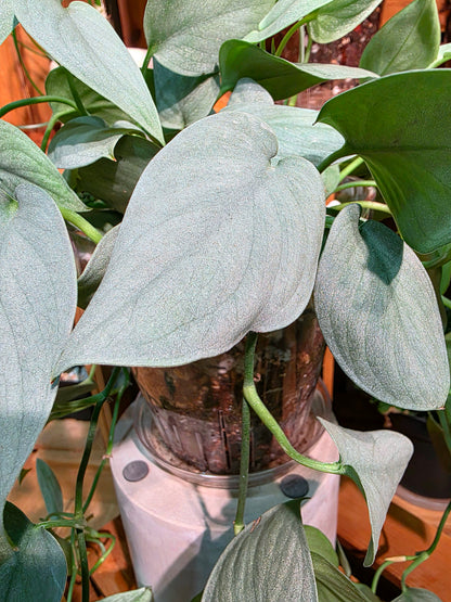 Scindapsus silver hero 銀色英雄銀斑葛