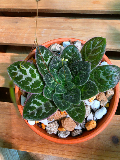 Primulina sinovietnamica