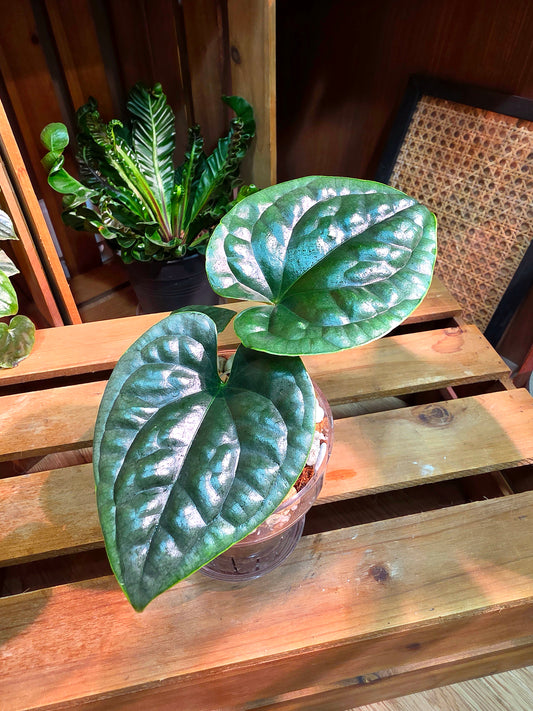 Anthurium luxurians platinum