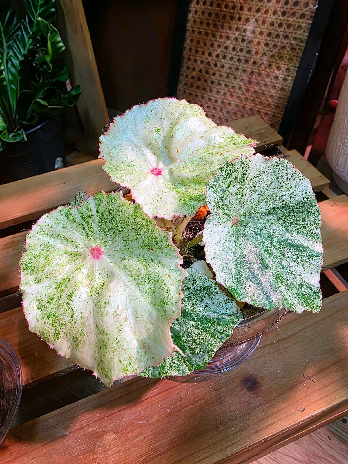 Begonia rouge variegated 胭脂錦秋海棠