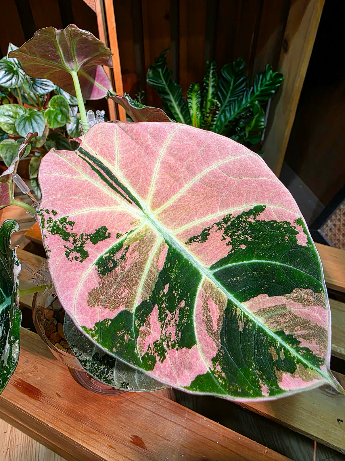 Alocasia Black Velvet Variegated Pink