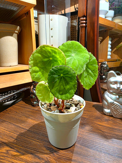 Begonia Scapigera 褐邊盾葉秋海棠