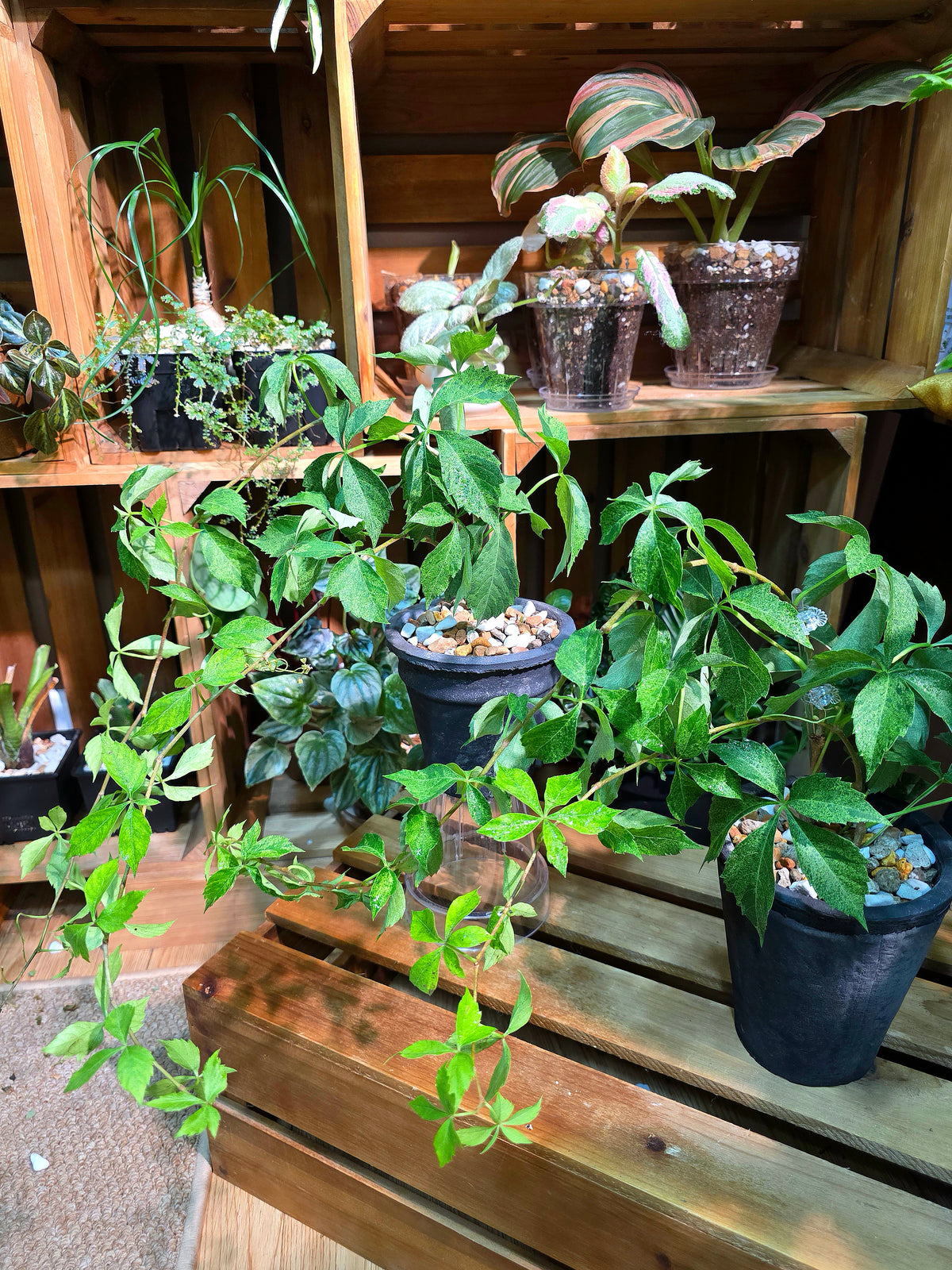 Parthenocissus quinquefolia variegated 五葉地錦星雨