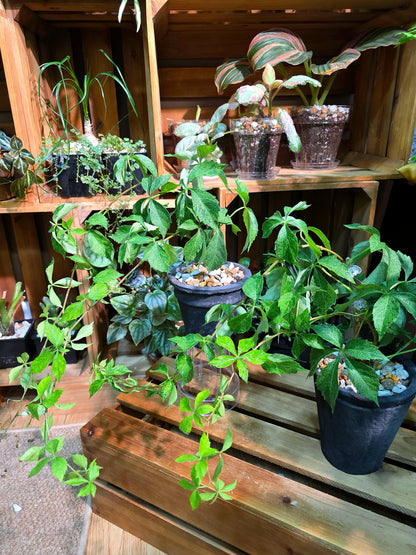 Parthenocissus quinquefolia variegated 五葉地錦星雨