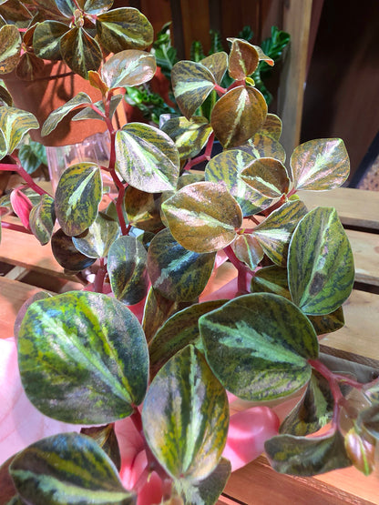 Peperomia metallica variegated 斑葉貓眼石椒草
