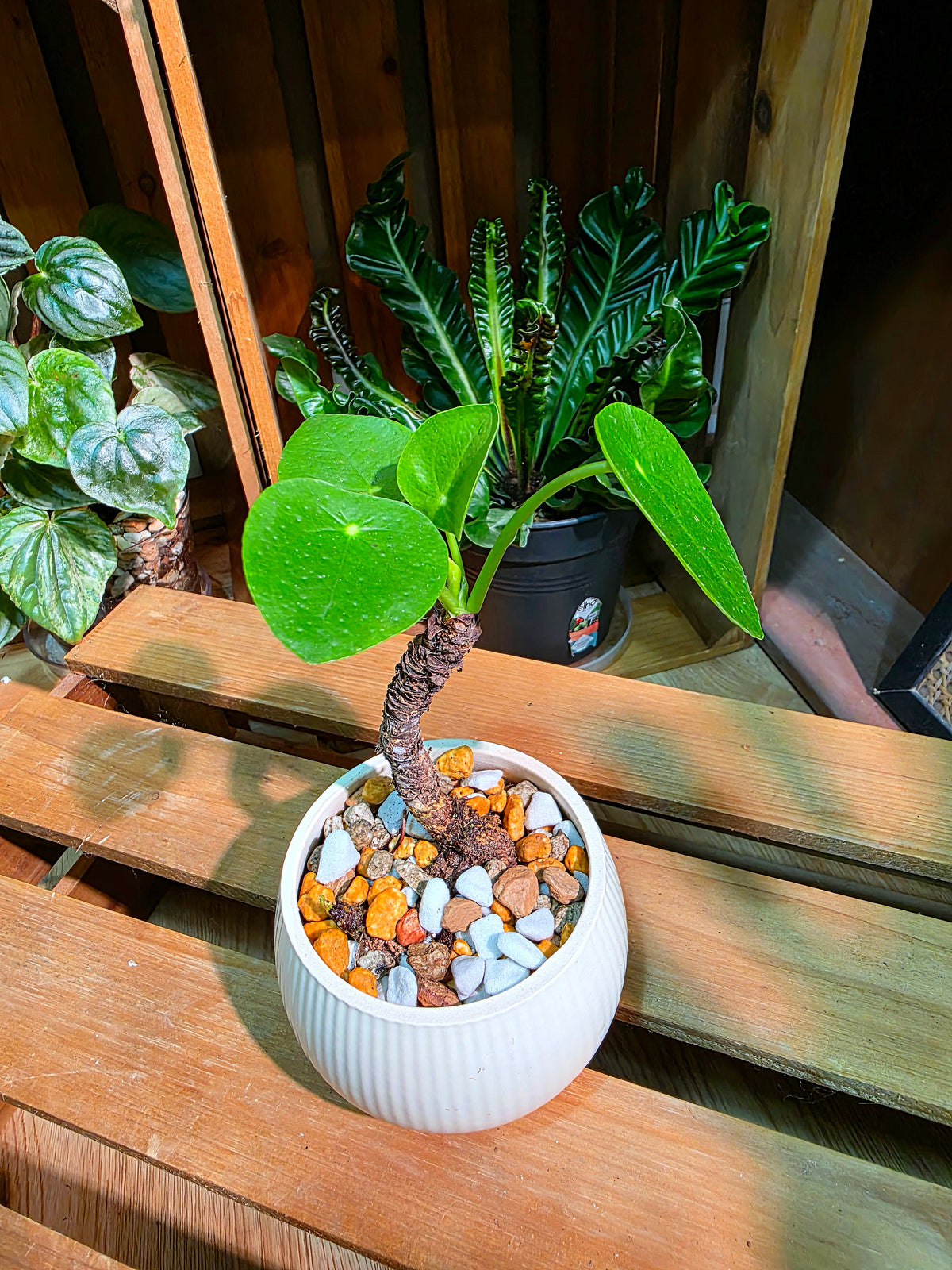 Pilea peperomioides 鏡面草