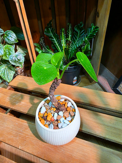 Pilea peperomioides 鏡面草