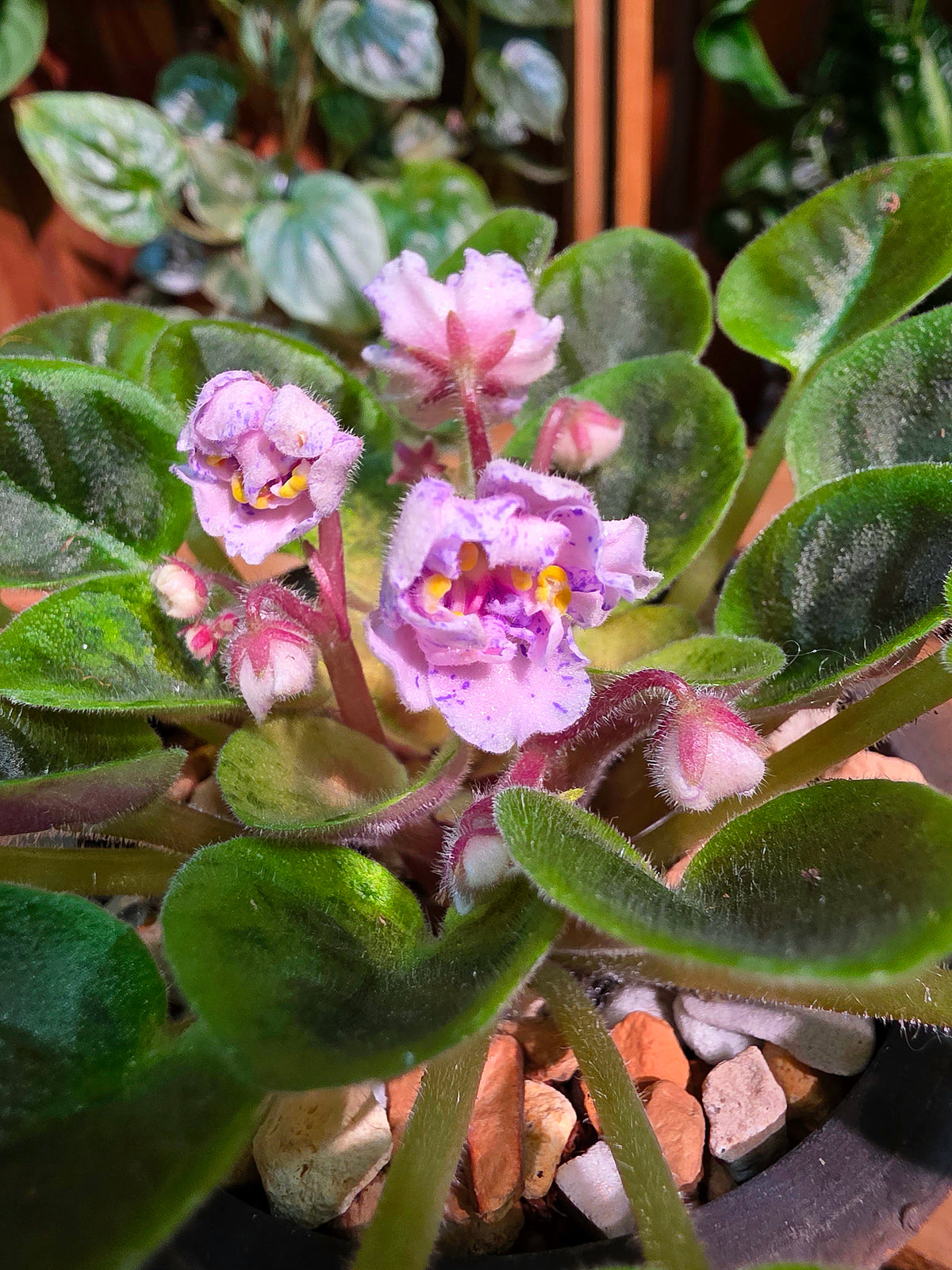 Streptocarpus ionqnthus 非洲紫羅蘭 - AM宸跡