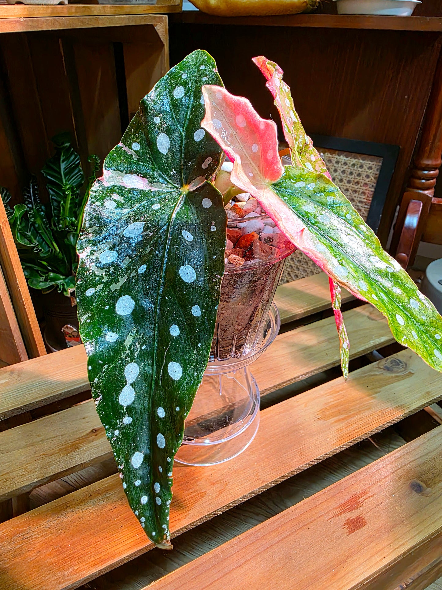 Begonia maculata variegated pink 粉斑鱒魚秋海棠