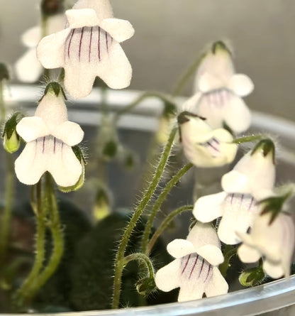 Metapetrocosmea peltata 海南盾葉報春