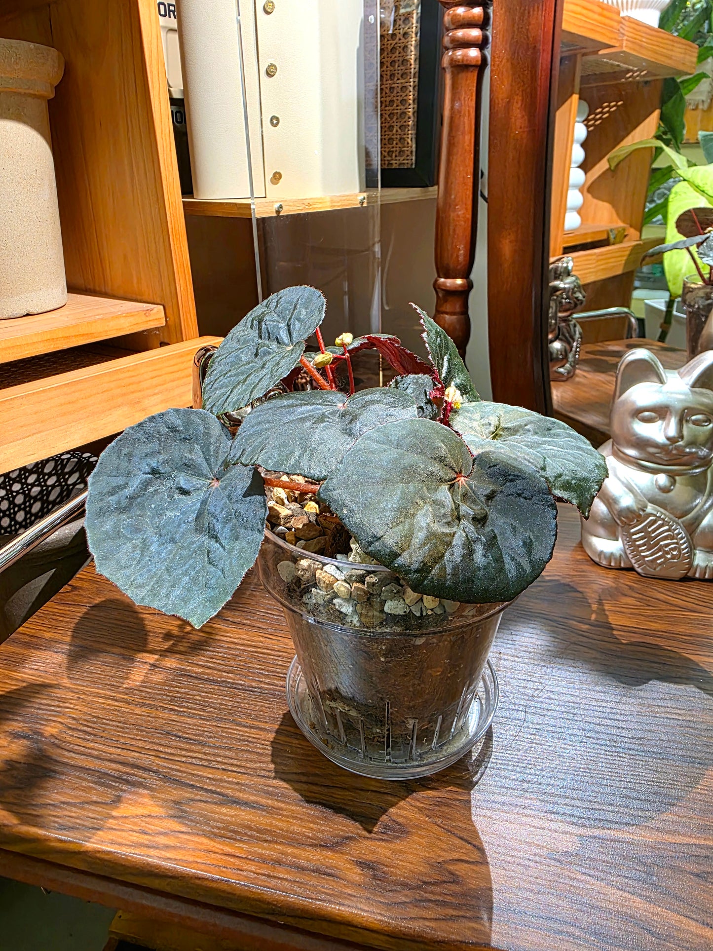 Begonia U497