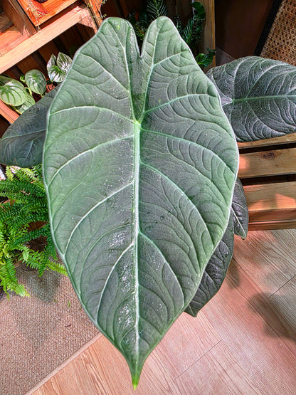 Alocasia maharani 灰龍海芋