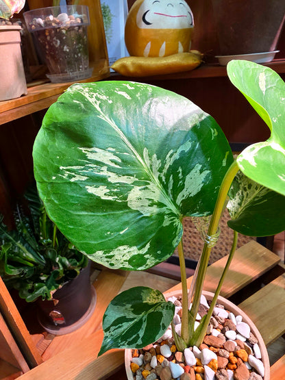 Monstera deliciosa Bulbasaur 妙蛙種子龜背竹