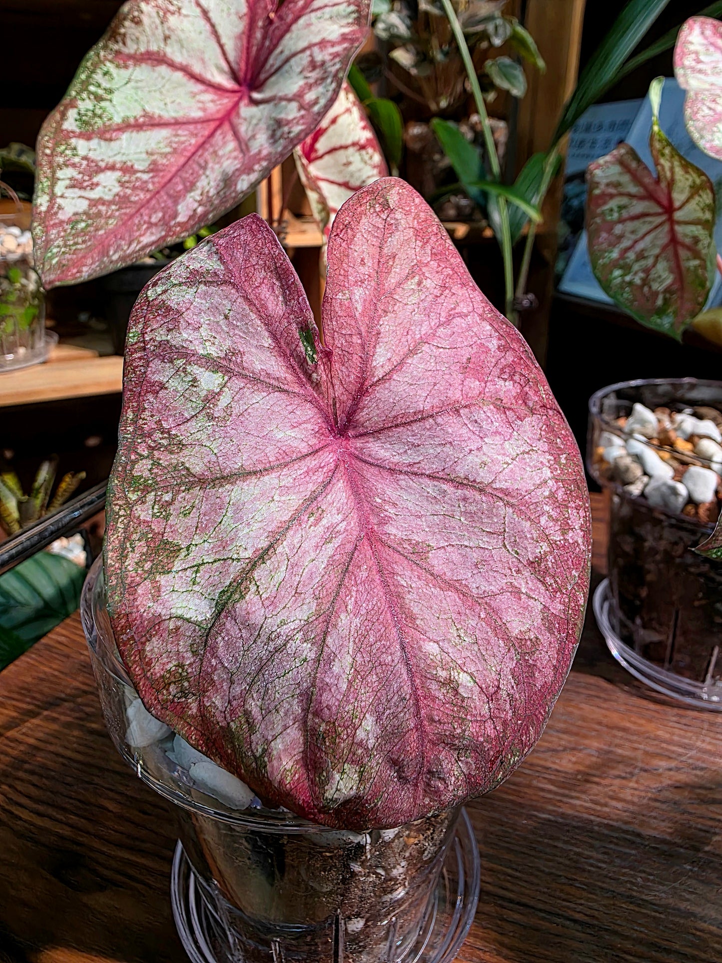 Caladium Tapestry 如煙彩葉芋