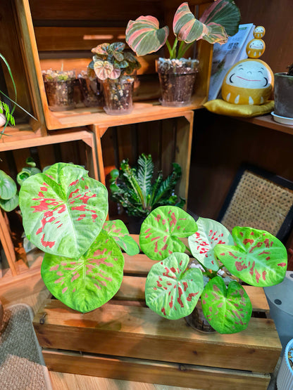 Mini Matcha Red Bean Caladium