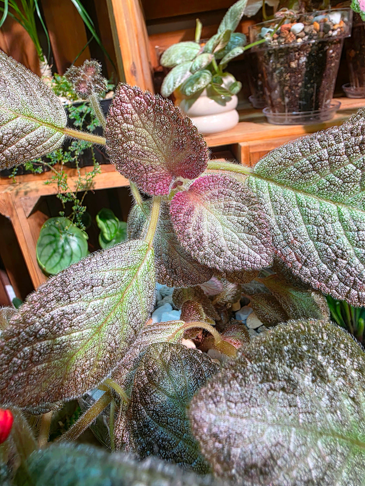 Episcia sp 銀虎喜蔭花