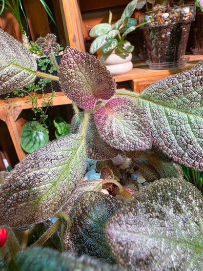 Episcia sp 銀虎喜蔭花