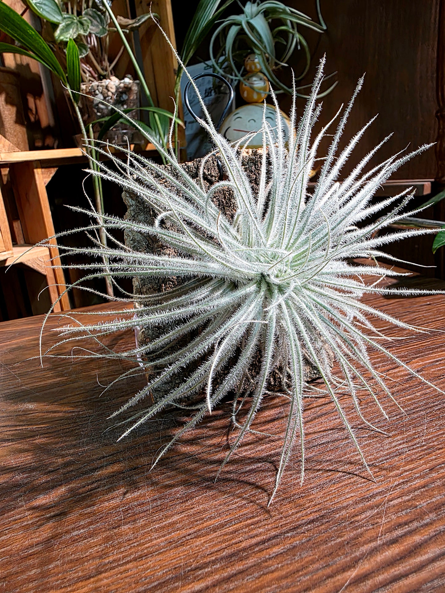 Tillandsia tectorum 雞毛空氣鳳梨