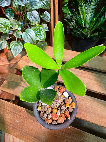 Zamia furfuracea 幸運鐵