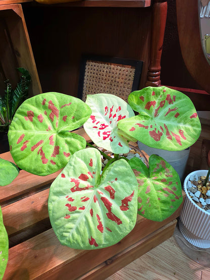 Mini Matcha Red Bean Caladium