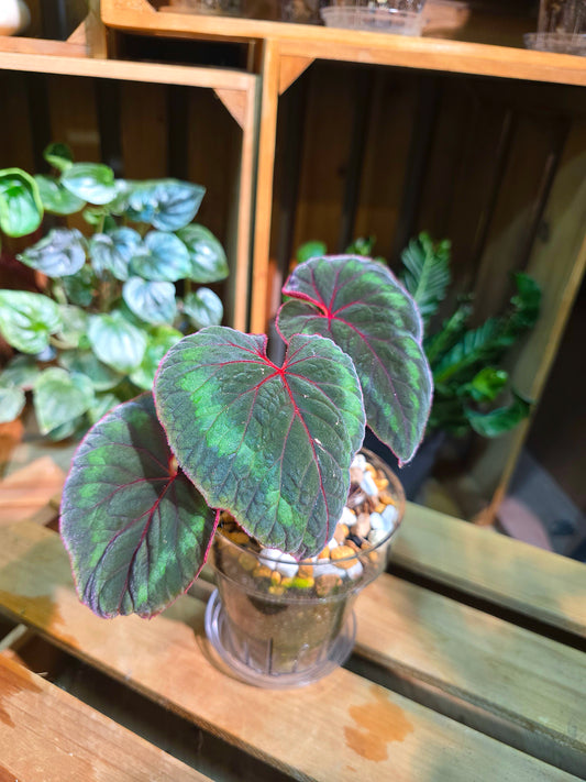 Begonia Cathayana 夢幻竹節秋海棠