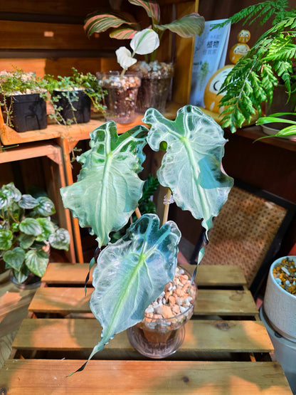 Alocasia venom 毒液海芋