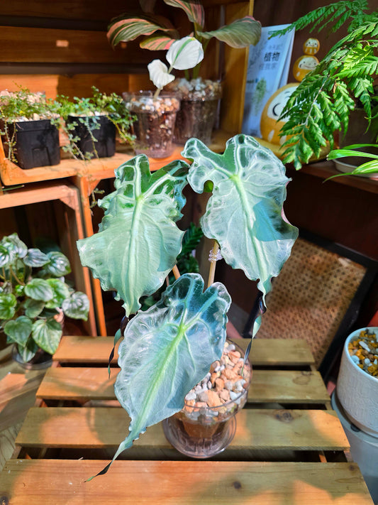 Alocasia venom 毒液海芋