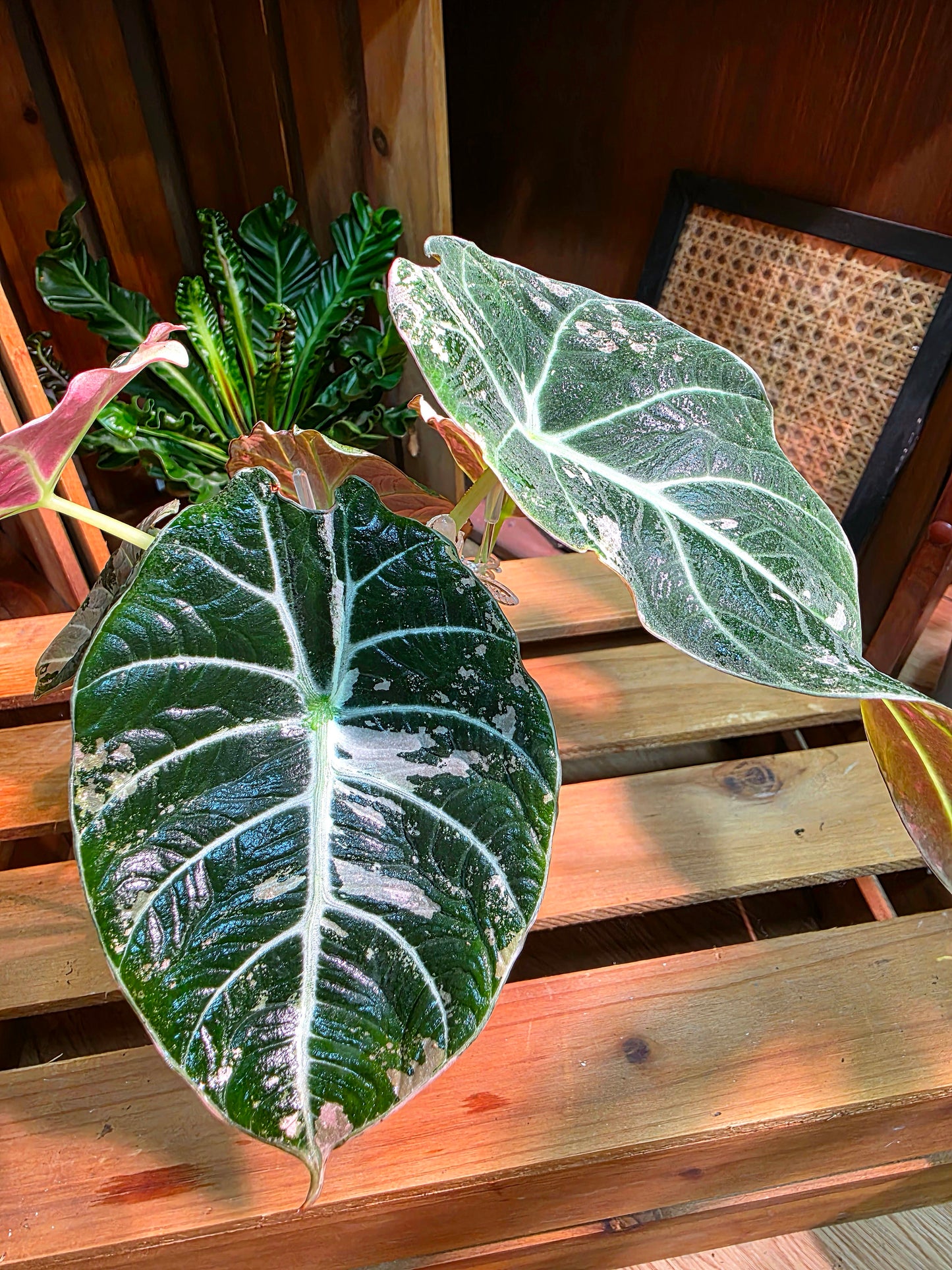 Alocasia Black Velvet Variegated Pink