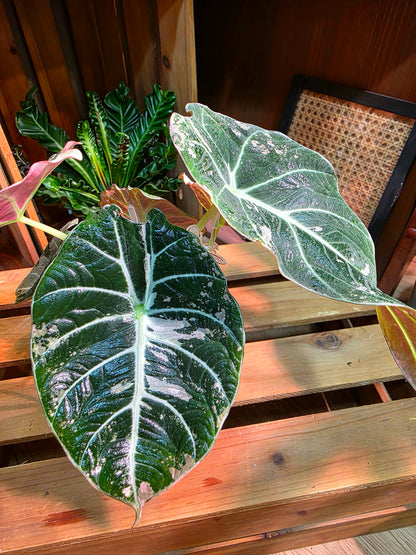 Alocasia Black Velvet Variegated Pink
