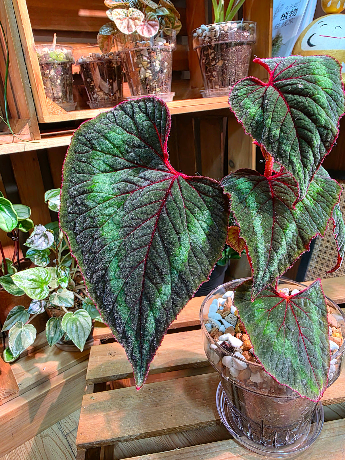Begonia Cathayana 夢幻竹節秋海棠