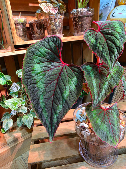 Begonia Cathayana 夢幻竹節秋海棠