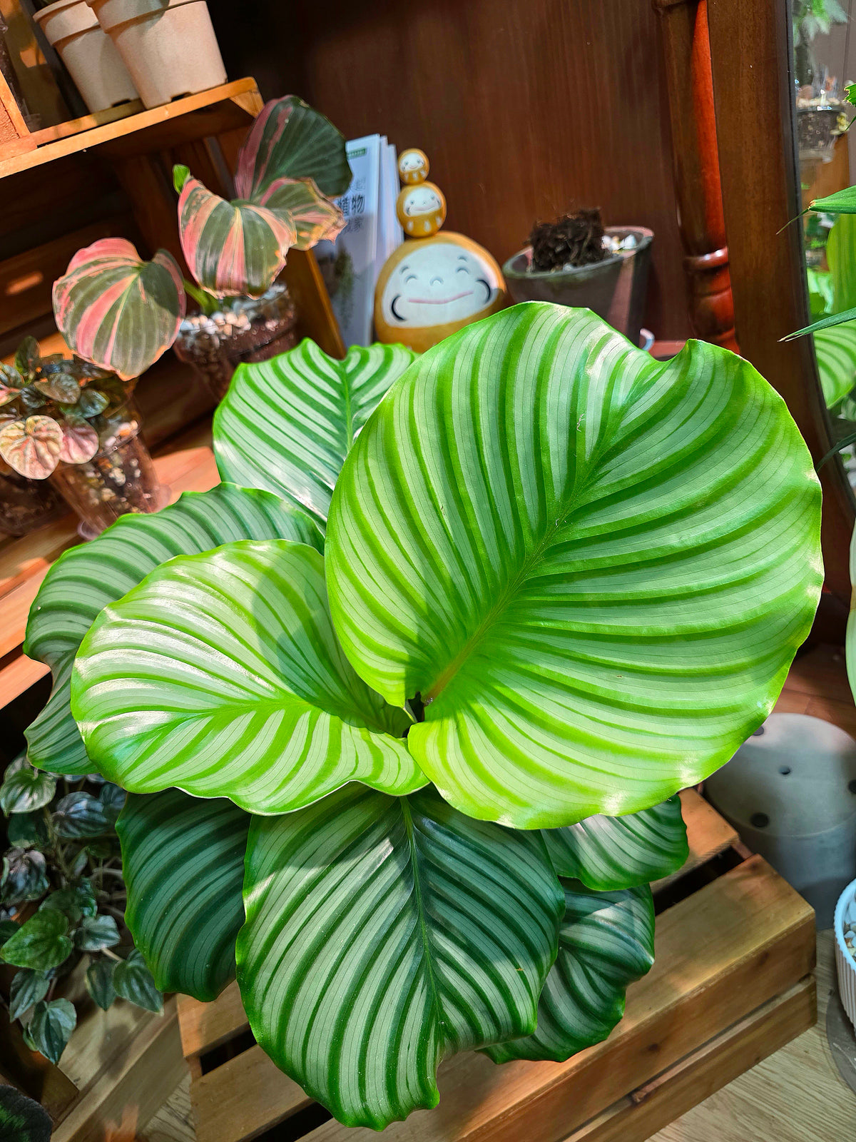 Calathea orbifolia 青蘋果竹芋