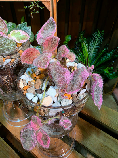 Episcia Pink Smoke