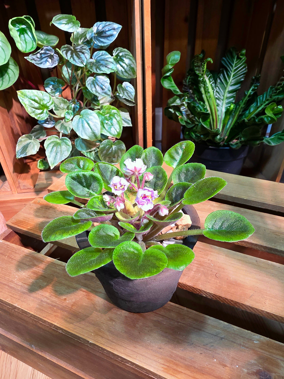 Streptocarpus ionqnthus 非洲紫羅蘭 - AM宸跡