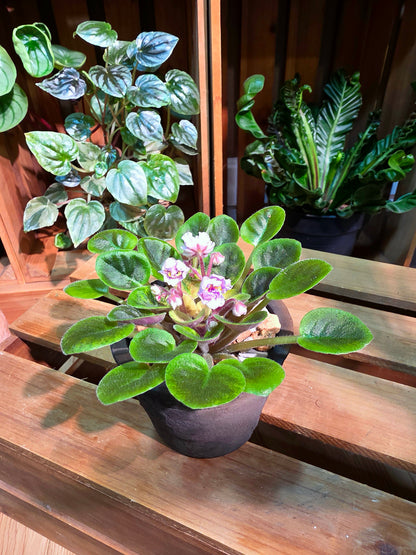 Streptocarpus ionqnthus 非洲紫羅蘭 - AM宸跡
