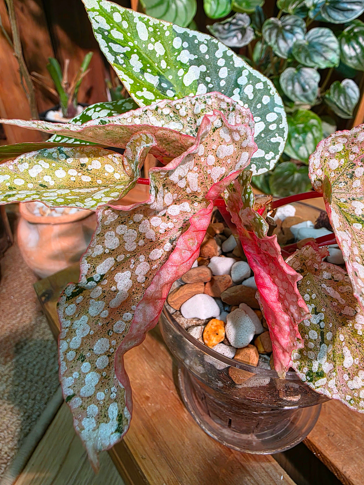 Begonia snow capped variegated 斑葉富士山秋海棠