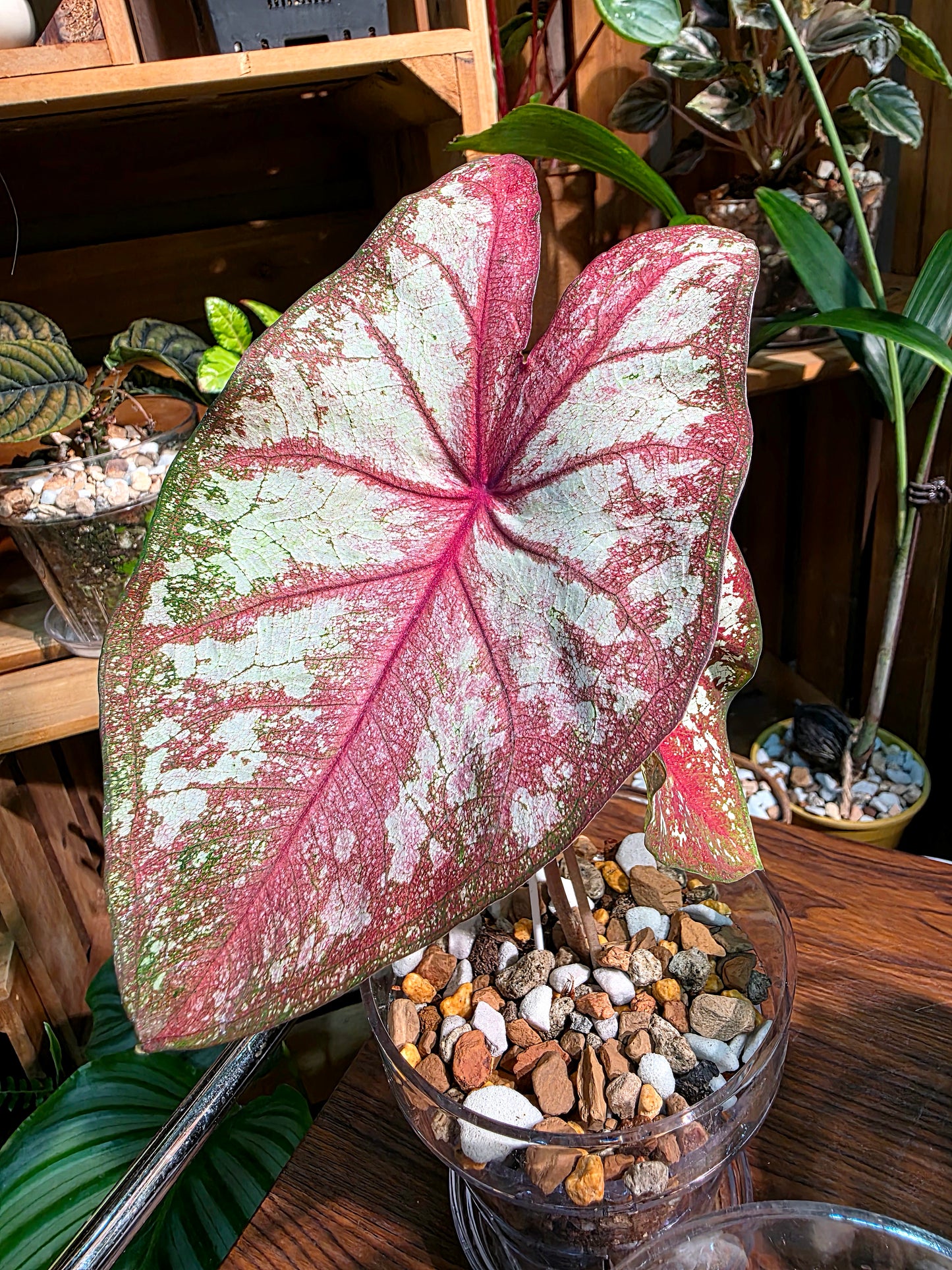 Caladium Tapestry 如煙彩葉芋