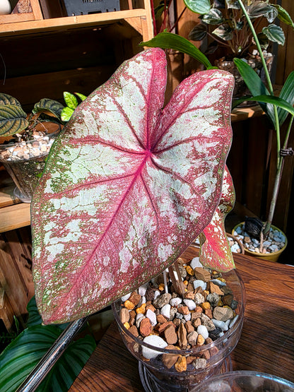 Caladium Tapestry 如煙彩葉芋