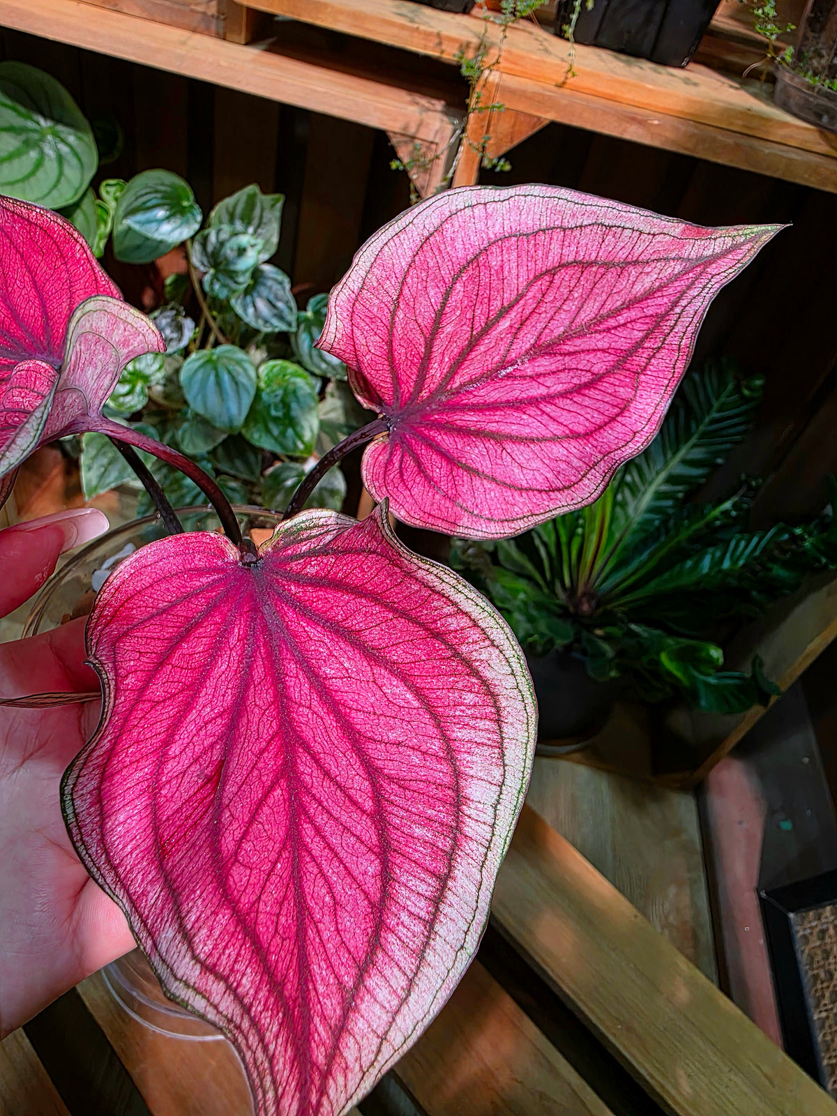 Caladium Thailand 泰國彩葉芋