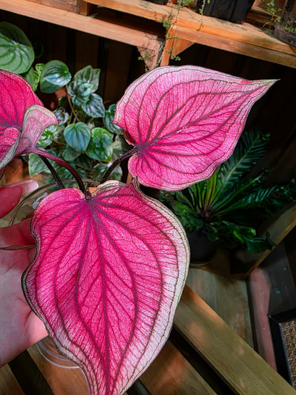 Caladium Thailand 泰國彩葉芋