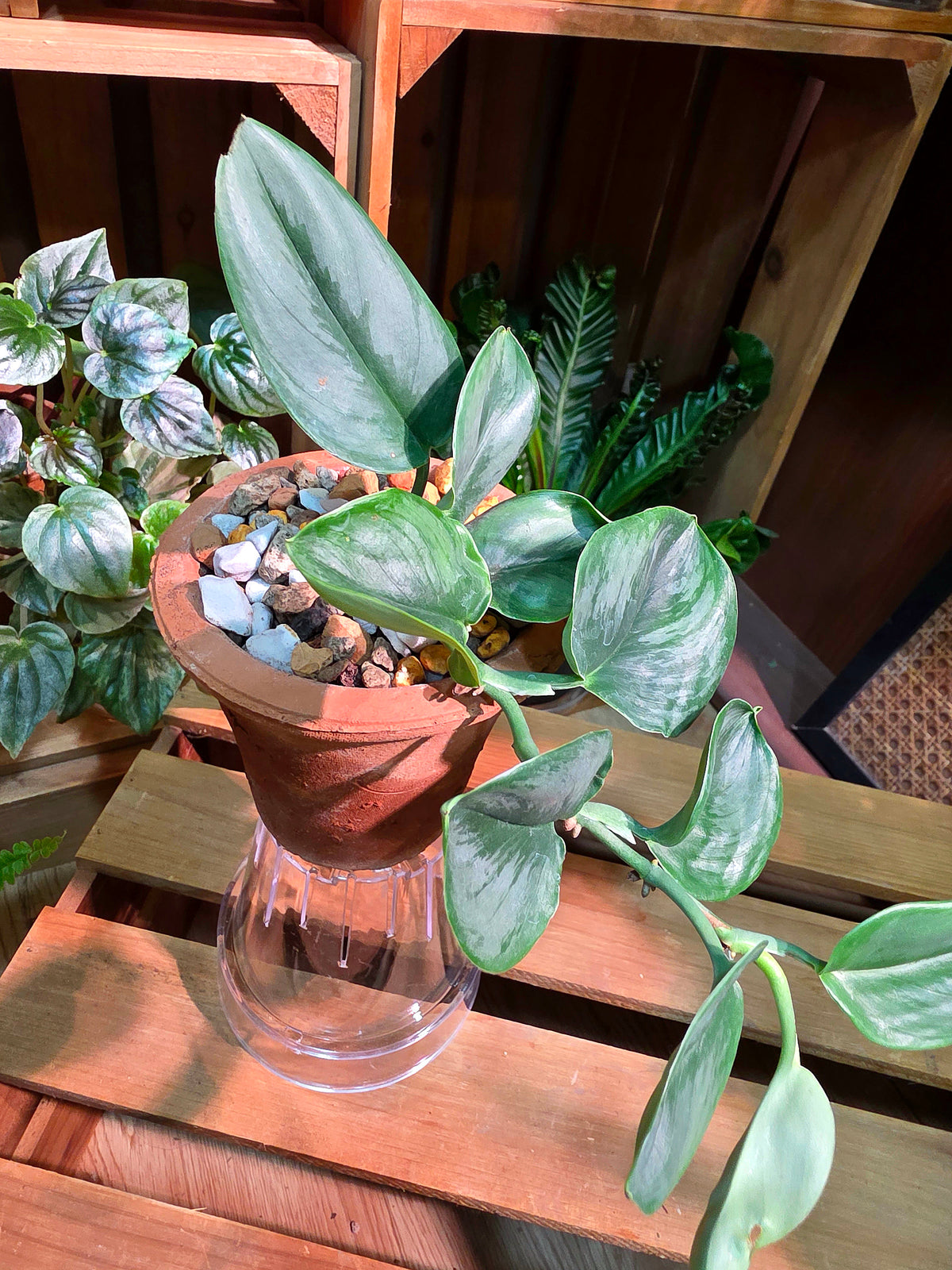 Scindapsus treubii Moonlight 藍月光藤芋