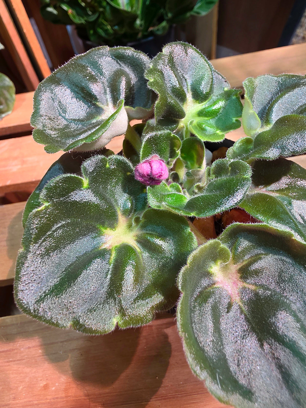Streptocarpus ionqnthus 非洲紫羅蘭 - 大理石牡丹